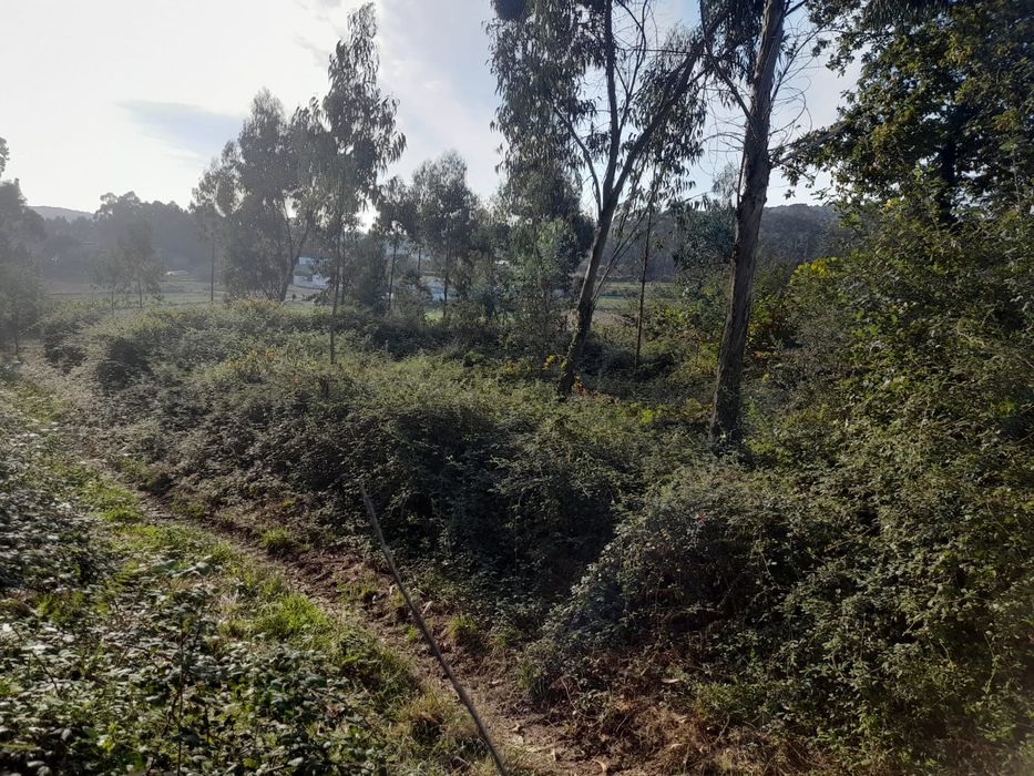 Limpeza de terrenos e manutenção de jardins