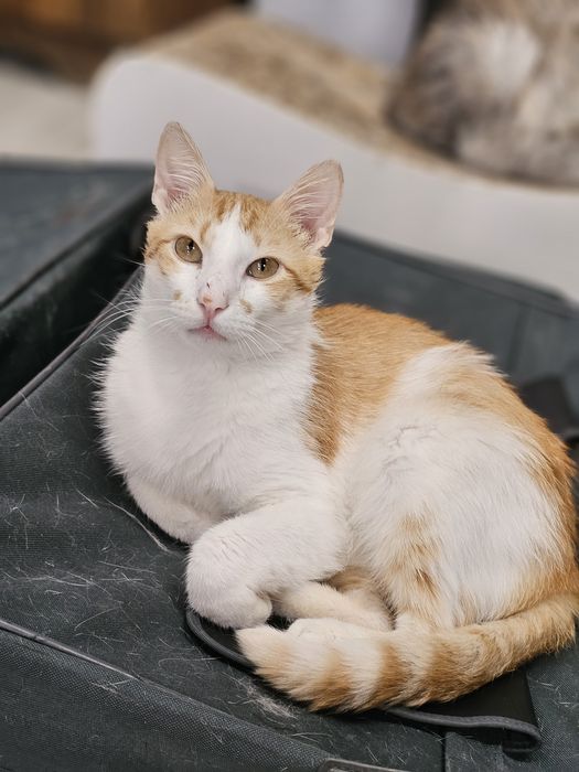 Rudzik do adopcji
