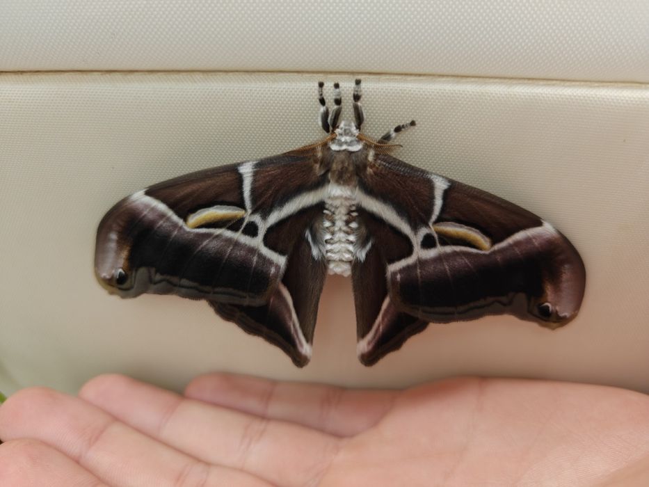 Ovos de Samia ricini