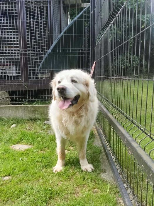 Budyń-do adopcji – wyjątkowy pies w typie owczarka podhalańskiego, oddam psa