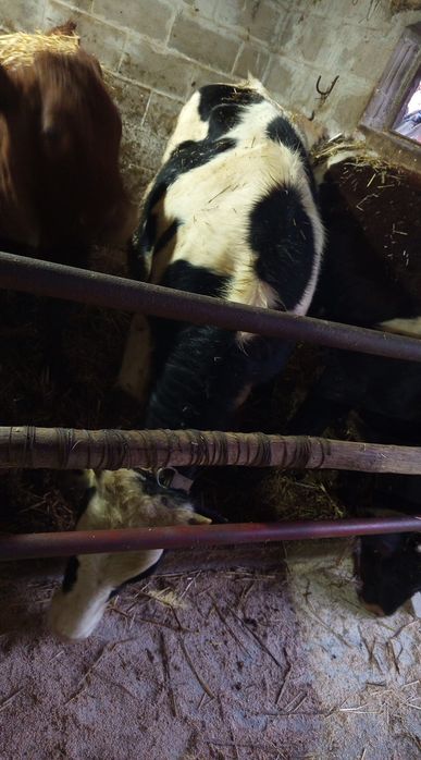 Jałówki do dalszego chowu