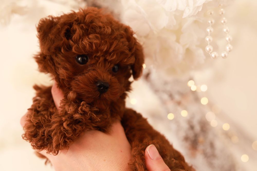 Той пудель дівчинка КСУ/FCI