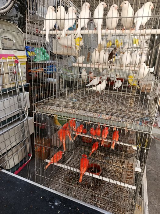 Cedem se canários de várias raças