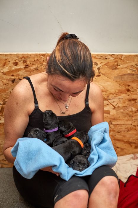 Кане-корсо цуценята