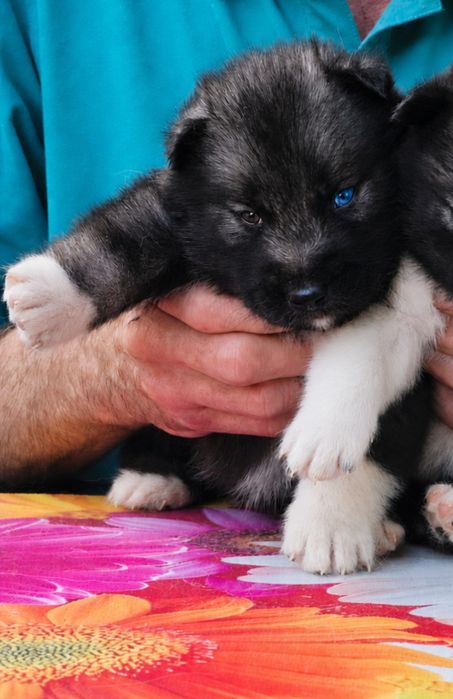 Siberian husky ZKwP FCI  szczenięta wysokiej klasy hodowla od 1996 roku