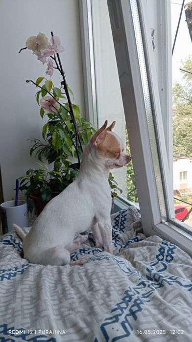 Вязка мини чихуахуа