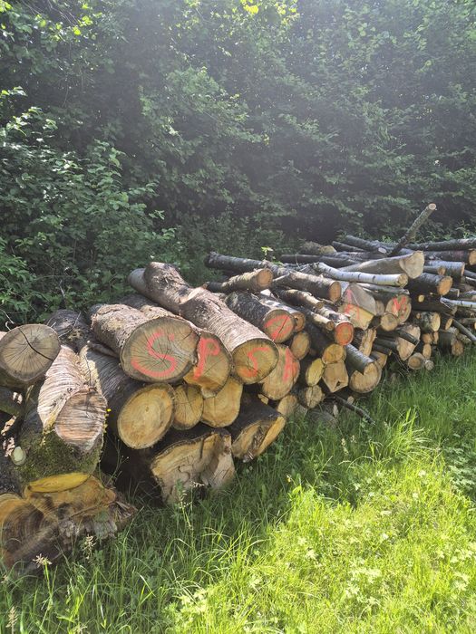 Drzewo opałowe różnego rodzaju