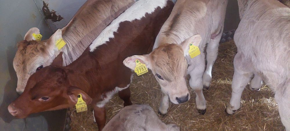 Byczki miesne cielaki Olszewo