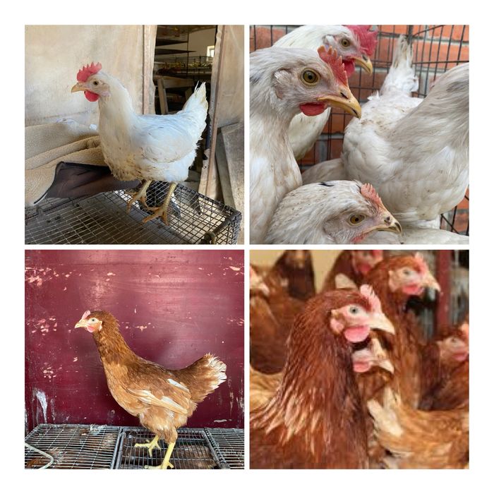 Курочки молоденькі по 5 міс