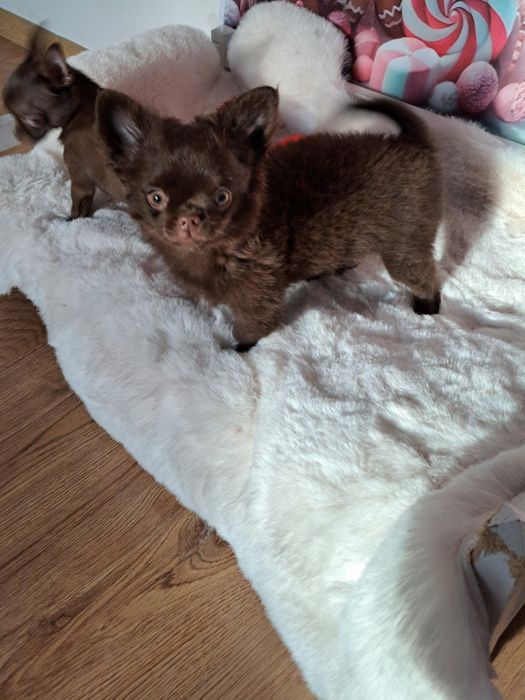 Czekoladowy piesek Chihuahua