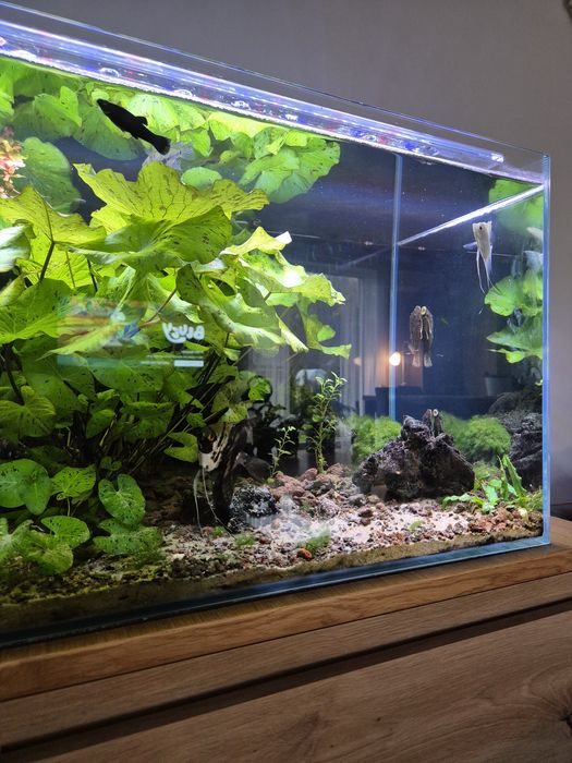 Akwarium 100x40 w bardzo dobrym stanie.
