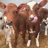 Cieleta Polskie jałowki