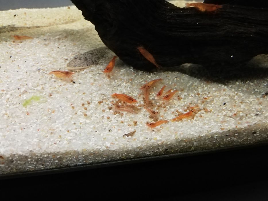 Aquário Camarões red cherry