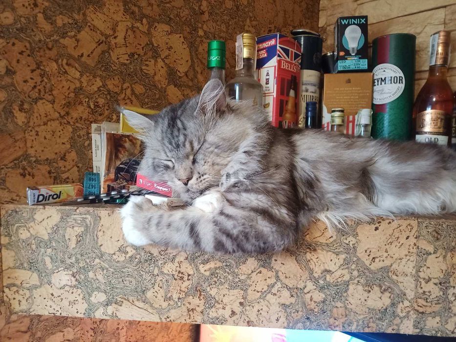 Запрошуємо на в'язку дівчат Мейн-Кун