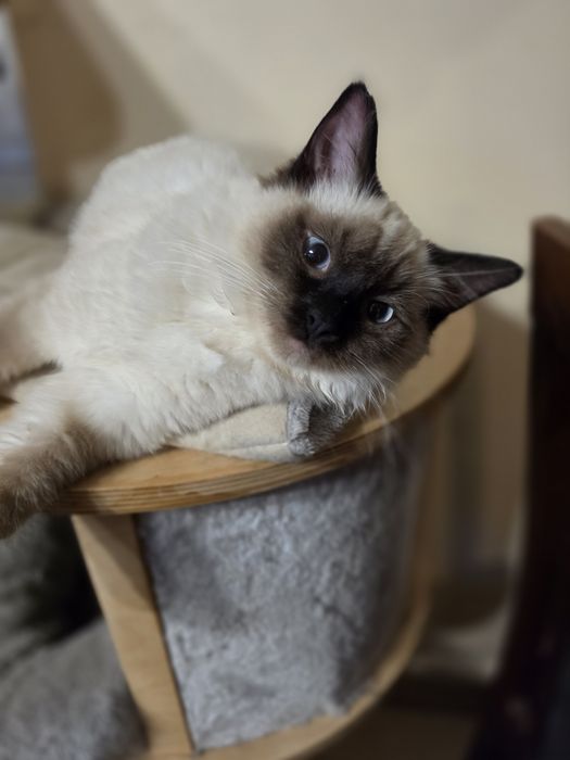 Śliczna kotka ragdoll