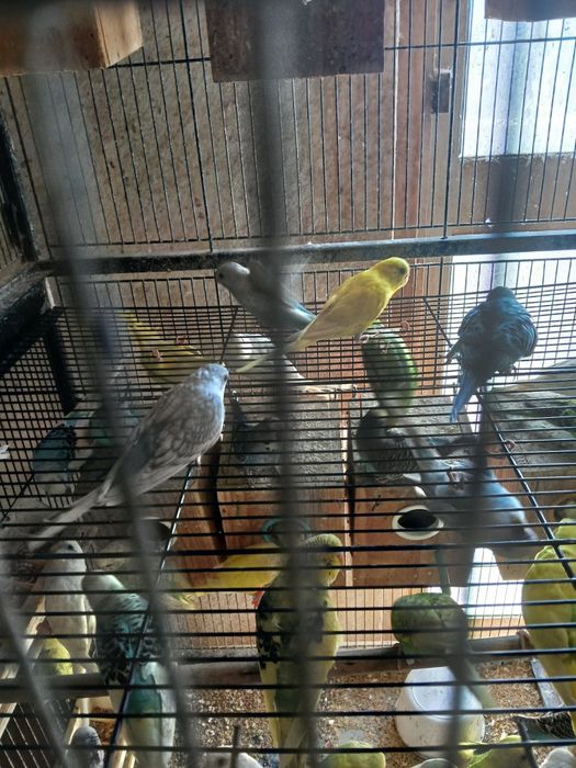 Vendo 6 Piriquitos por 50 euros