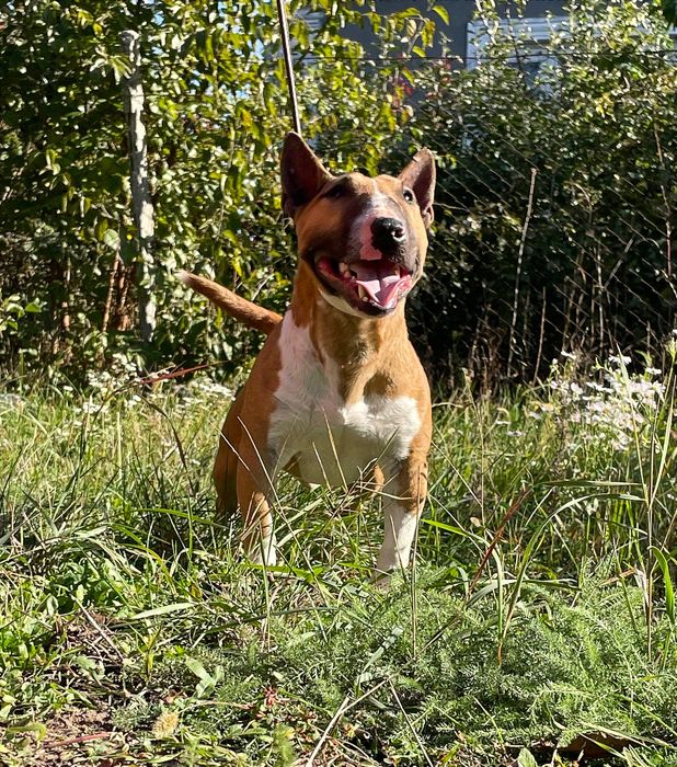 Миниатюрный бультерьер вязка