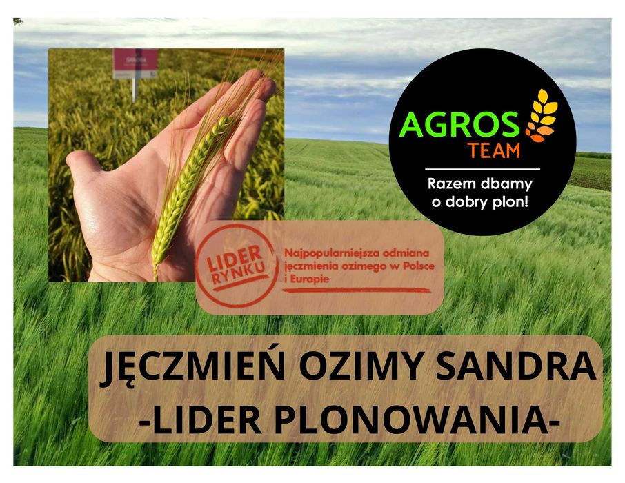 Jęczmień ozimy Sandra C1 - kwalifikowany materiał siewny, wysyłka BB