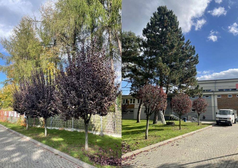 Kompleksowa pielęgnacja ogrodów | Koszenie • Żywopłoty • Trawniki  I Usługi ogrodnicze I Wycinka drzew