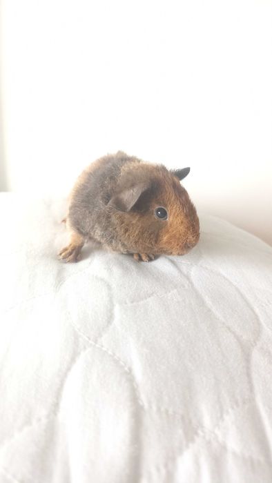 Морська свинка Американський Тедді