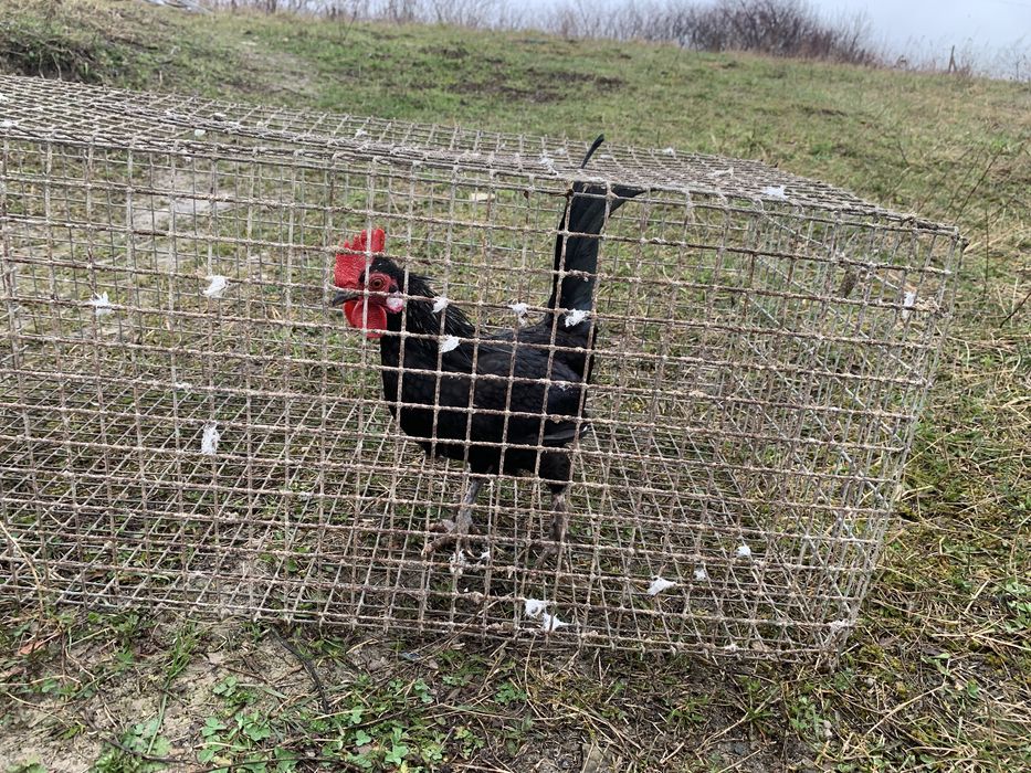 Карликові півники