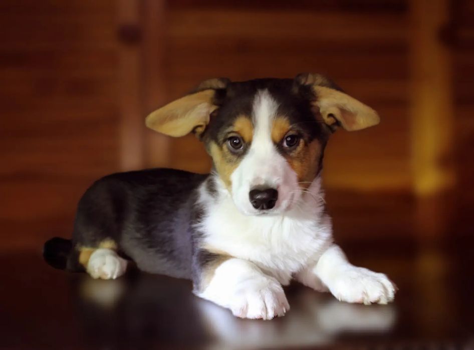 Вельш коргі кардиган