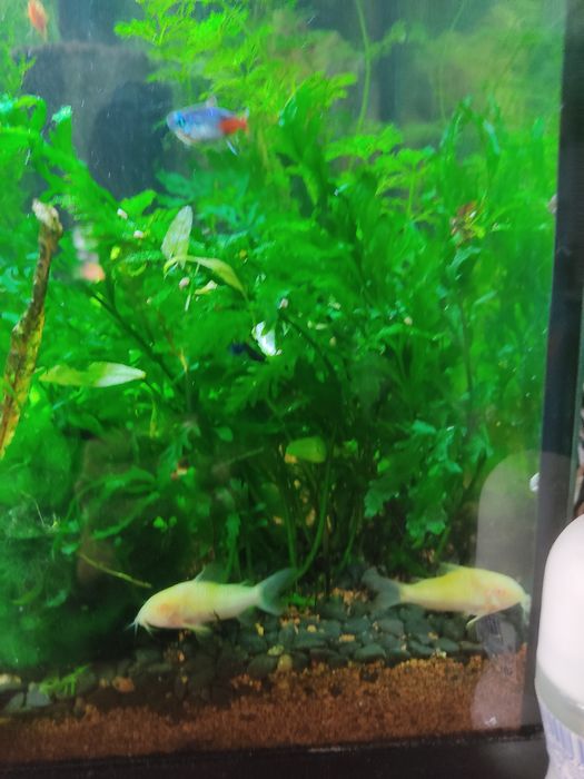 Акваріумні рослини