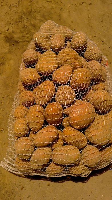 Ziemniaki jadalne białe i żółte