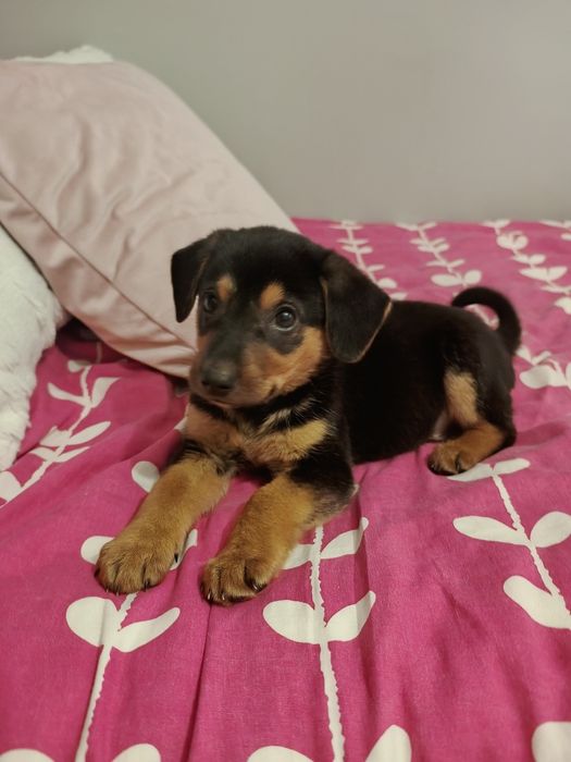 Mikuś szuka rodziny