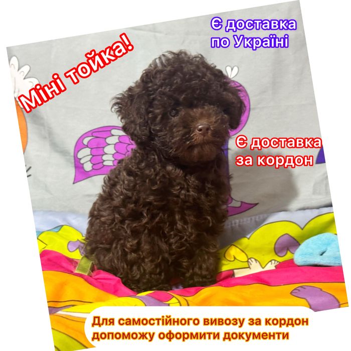 !!НЕймовірний красунчик!міні тойчик ! шоколадик