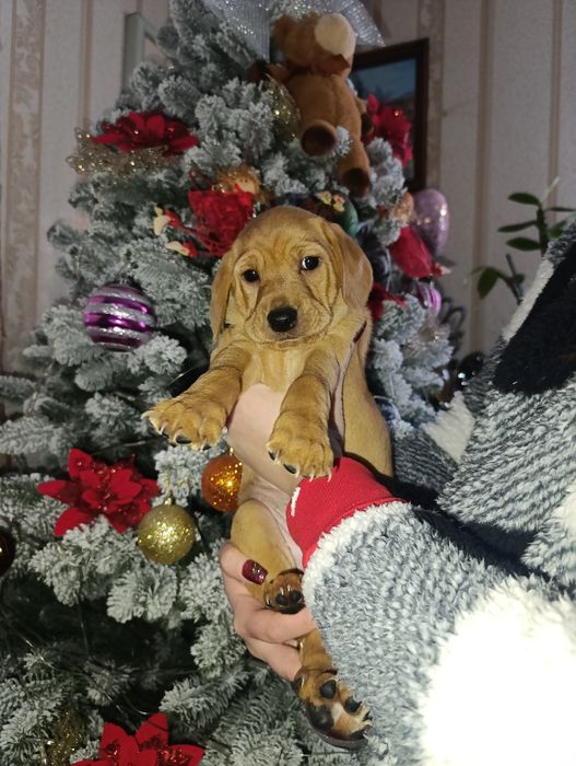 Цуценята спаніель метис
