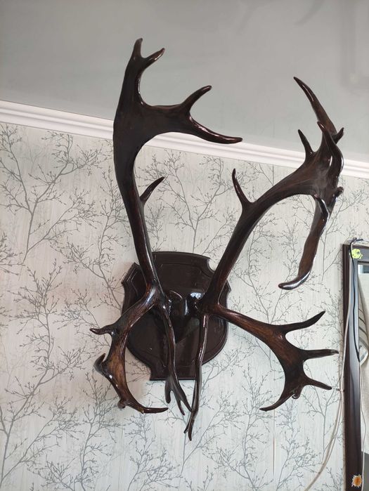 Продам красивые рога оленя