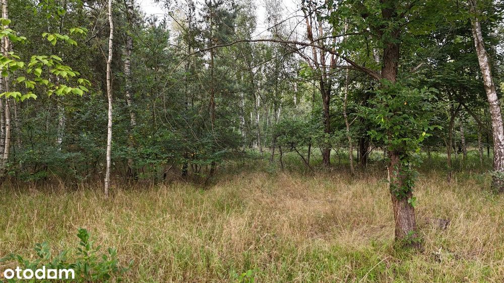 Działka budowlana w otulinie lasu, blisko zalewu, bezterminowe WZ. - Widok 6