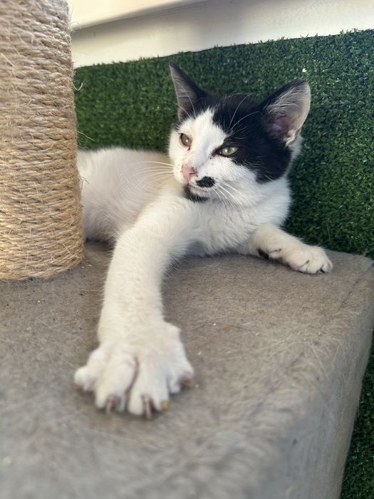 Котик безкоштовно