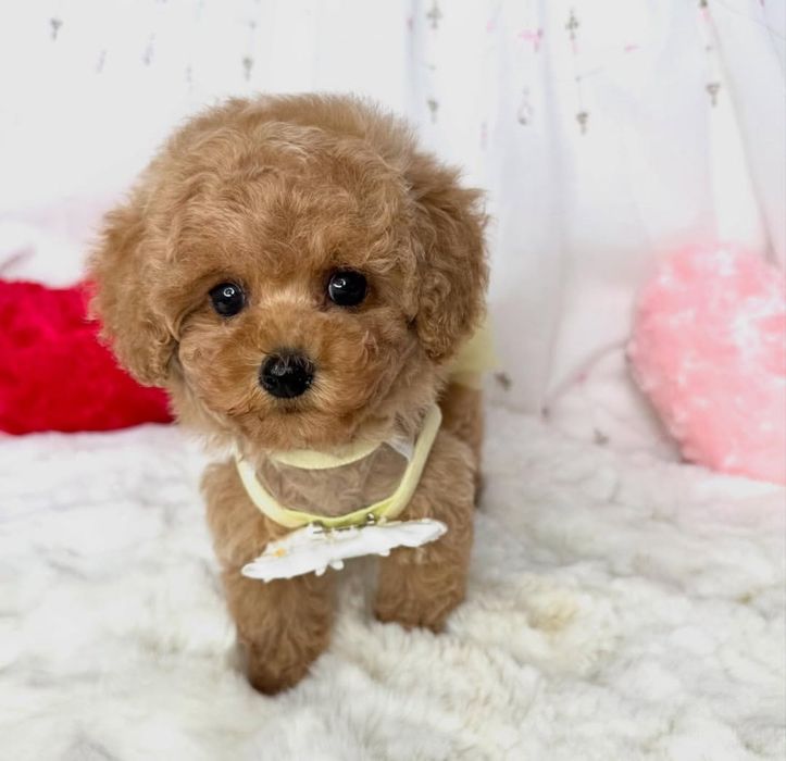 Красотулька той.    пудель!