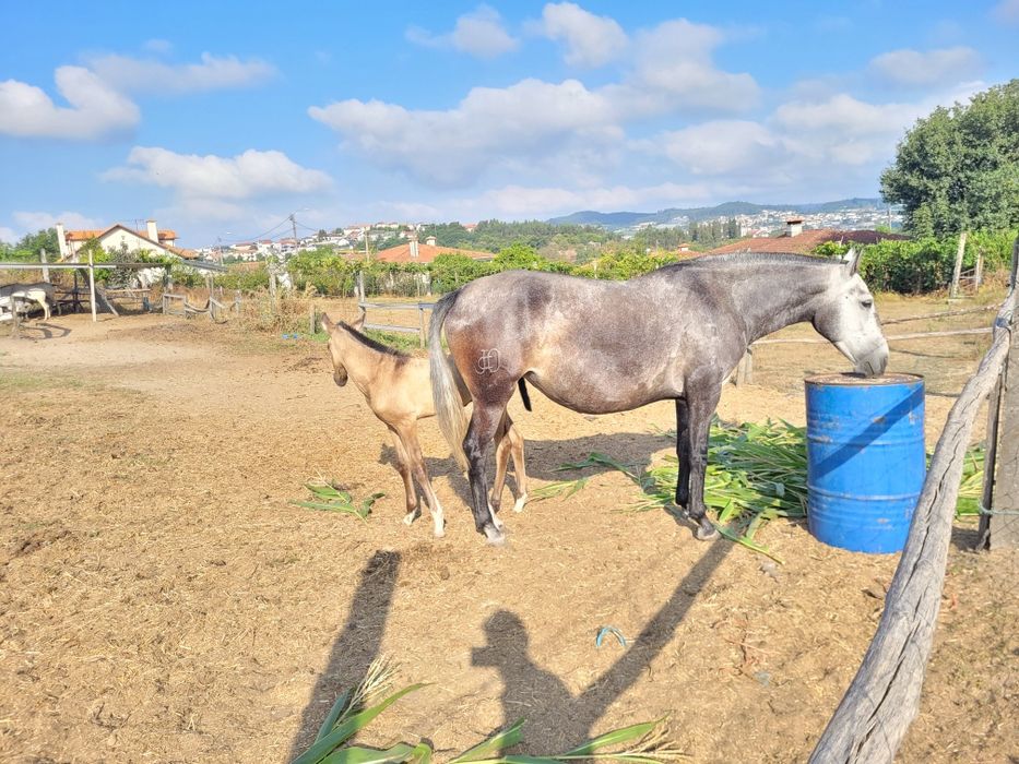 Egua e poldro lusitanos puros