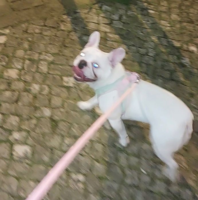 Bulldog fêmea para adoção