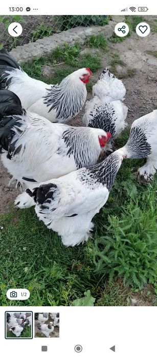 Кури та  Півні Світлої Брами