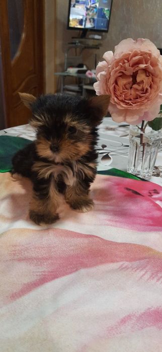 Йорик мажорик