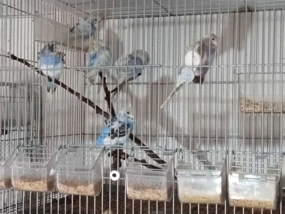 Piriquitos asa negra e hagoromonos