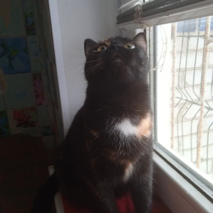 Очаровательной Кисюне  нужен  теплый дом .