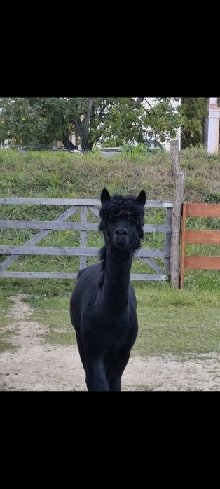 Alpaka samiec czarna