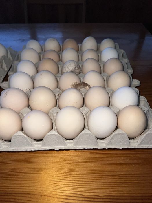 Swojskie Jajka od szczęśliwych kur