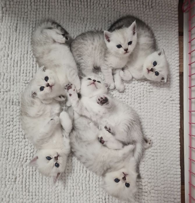 Шотландські кошенята срібна шиншила серебристая шиншилла