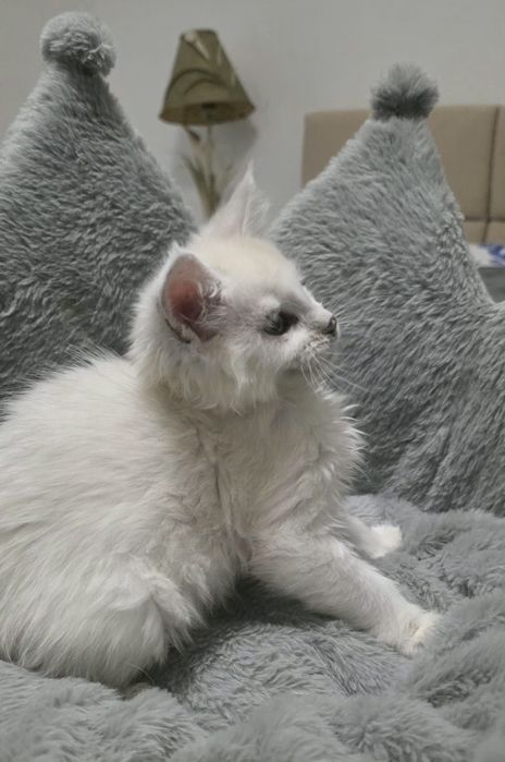 Koteczka mainecoon