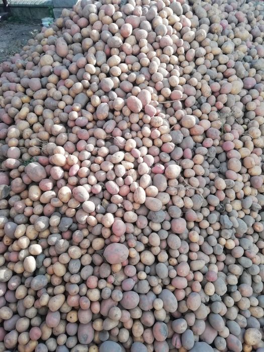 Продам картоплю 5грн