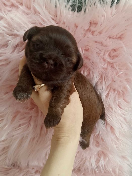 Śliczna suczka rasy Shih-Tzu czekoladowa