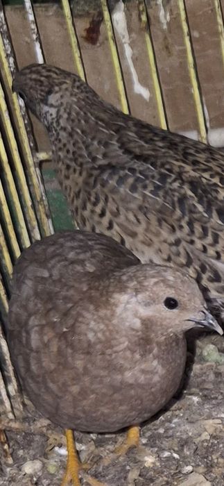 Vendo Codornizes da China