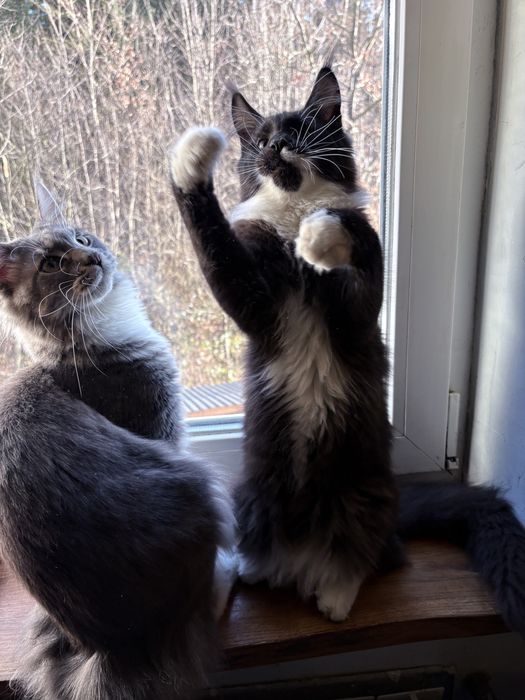 Kocur maine coon