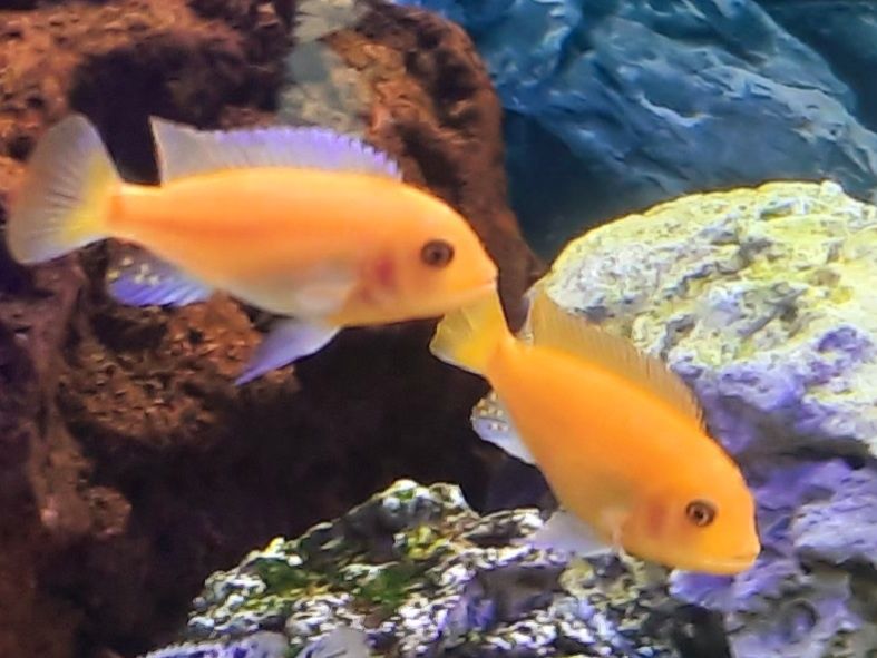 Pyszczak pyszczaki red red malawi dorosłe